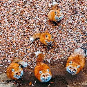 Zao Kitsune Mura