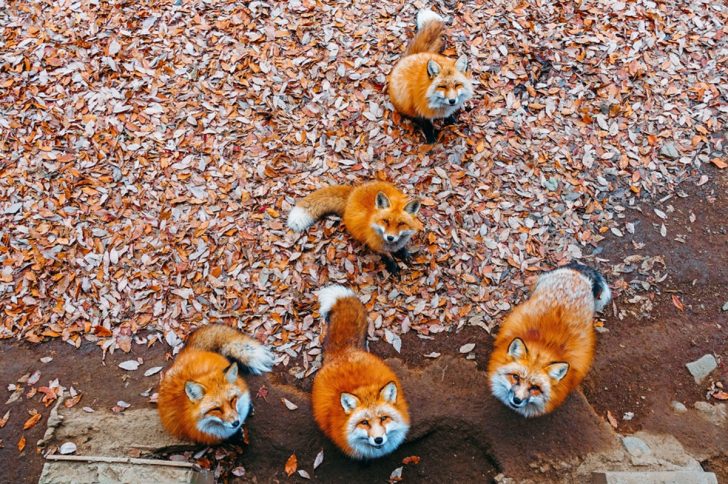 Zao Kitsune Mura